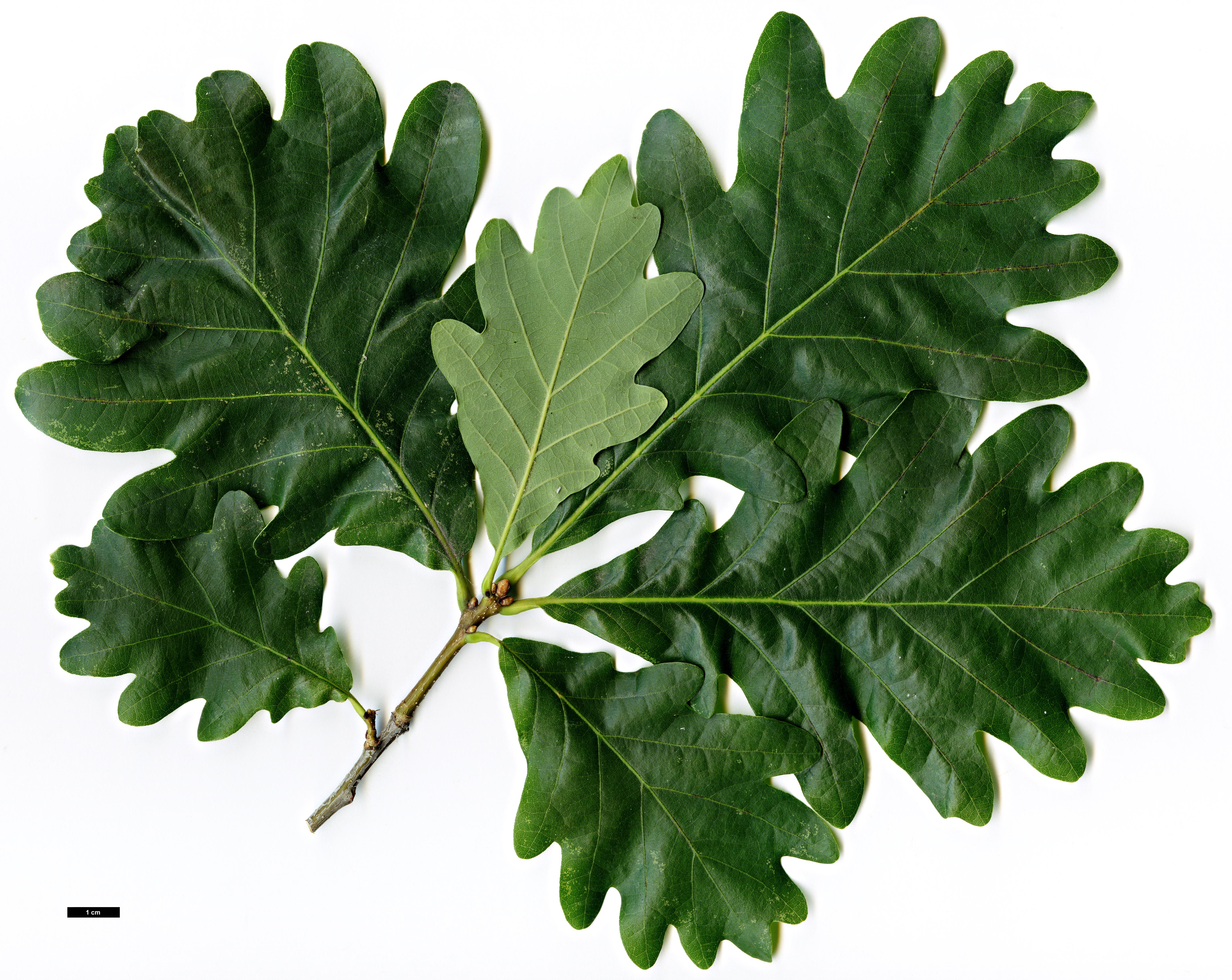 High resolution image: Family: Fagaceae - Genus: Quercus - Taxon: ×sargentii (Q.montana × Q.robur)